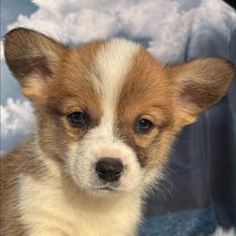 Tan Boy 2 - Red male Pembroke Welsh Corgi puppy in Bay Area, California from MJ's Corgis