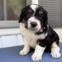 Bordoodle Puppies from Borders of Eby Eden