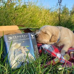 Goldendoodle Puppies from Renegade Doodles