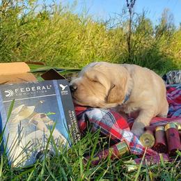 Goldendoodle Puppies from Renegade Doodles