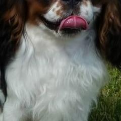 English Toy Spaniels from Sirius' Kennels