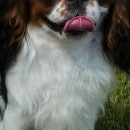 English Toy Spaniels from Sirius' Kennels