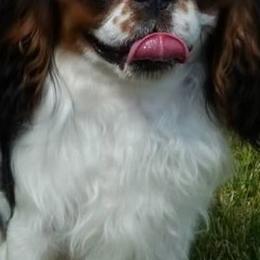 English Toy Spaniels from Sirius' Kennels