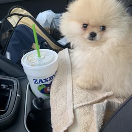 Pomeranian Puppies from Halo Poms