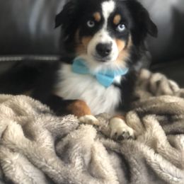 Gigi - Miniature Australian Shepherd