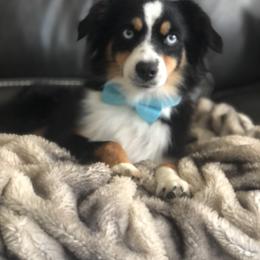 Gigi - Miniature Australian Shepherd