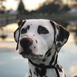 Dalmatians and Lagotti Romagnoli from Fortuna Farms