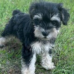 Miniature Schnauzer puppies from Maple’s Cockapoo's and Libby's Schnauzer Puppies