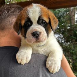 White Collar - Brown and white male Saint Bernard puppy in New York from Johnson Farms