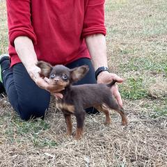 Boy 1 - Xoloitzcuintli puppy in Ramseur, North Carolina from Blanch-O Kennels