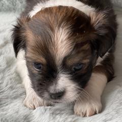 Mi-Ki Puppies from Magical Mi-Kis