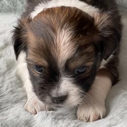 Mi-Ki Puppies from Magical Mi-Kis