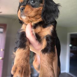 Tan2.0 - Black and tan female Cavalier King Charles Spaniel puppy in Hodgenville, Kentucky from Wise Cavaliers