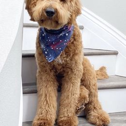 Goldendoodle and Golden Retriever All Grown Up from California Golden Love