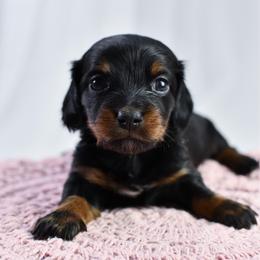 Black and tan girl - Black and tan female Dachshund puppy in Empire, Alabama from Heart of Dixie Kennel