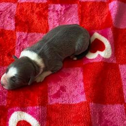 Spike - White and blue male Border Collie puppy in Hartsville, South Carolina from Wiggles 4 Life