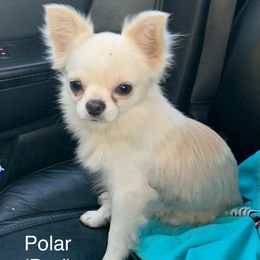 Chihuahuas from Guardian’s of the Chihuahuas