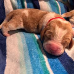 RED boy Elmo - Red and white male Basset Hound puppy in Saint Cloud, Florida from Mockingbird Hollow Bassets