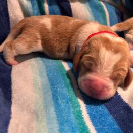 RED boy Elmo - Red and white male Basset Hound puppy in Saint Cloud, Florida from Mockingbird Hollow Bassets