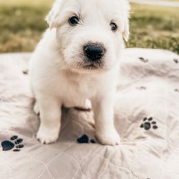 Boy 7 - Great Pyrenees puppy in New Palestine, Indiana from Hitchcock Homestead