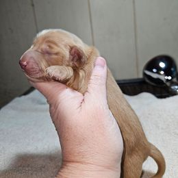 Girl 2 - Cream female Dachshund puppy in Lansing, Michigan from Black Thunder 517 Cane Corso and Dachshunds