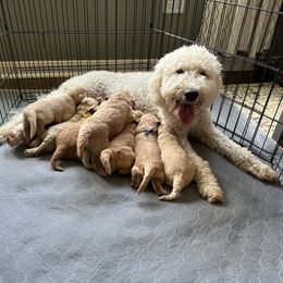Goldendoodle Puppies from Lykeable Farms