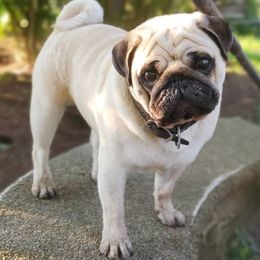 Pugs from Helen's Pugs