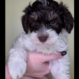 Casper - Brown and white male Bernedoodle puppy in Decatur, Tennessee from Diamond's Doodles