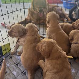 Golden Retriever Puppies from Pawmetto Goldens