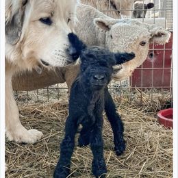Great Pyrenees All Grown Up from McCarthy Ranchette