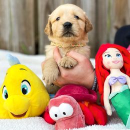 Golden Retriever Puppies from Salty Goldens