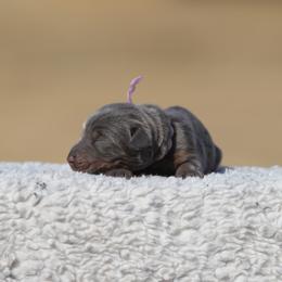 Blind Luck - Blue and rust female Doberman Pinscher puppy in Commerce, Texas from Elitehaus