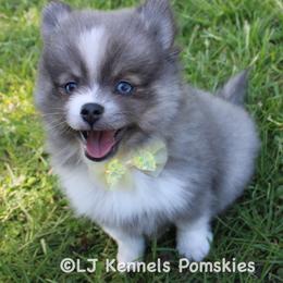 Vesper - Blue female Pomsky puppy in Centerville, Iowa from LJ Kennels Pomskies, LLC