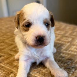 Purple collar girl - Parti female Goldendoodle puppy in Vian, Oklahoma from Dog Days Doodles