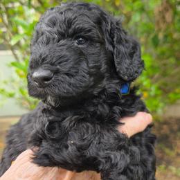 Franz - Black male Poodle puppy in Hartselle, Alabama from Phare Poodles