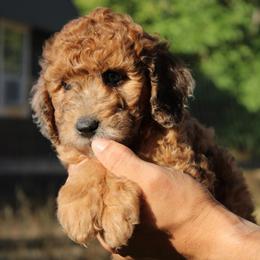 Firefly - Merle female Goldendoodle puppy in Grants Pass, Oregon from Oregon Valley Doodles