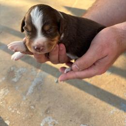 Daisy - Red tri female Miniature Australian Shepherd puppy in Friend, Nebraska from Mid-Plains Mini Aussies