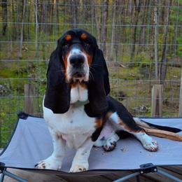 Chummy - Basset Hound