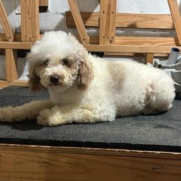 Jennie - Poodle