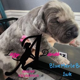 Boy 1 - Blue male Great Dane puppy in Longview, Texas from Lazy A Danes