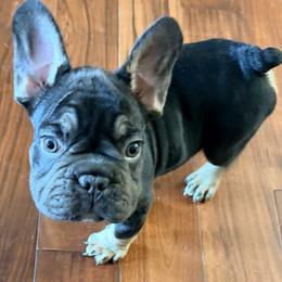 Biggie - Tricolors male French Bulldog puppy in Delhi, Louisiana from 4T Ranch