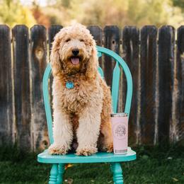Beesly - Goldendoodle