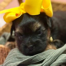 Deina - Black and tan female Yorkshire Terrier puppy in Tangipahoa County, Louisiana from Riche’ Louisiana Yorkies