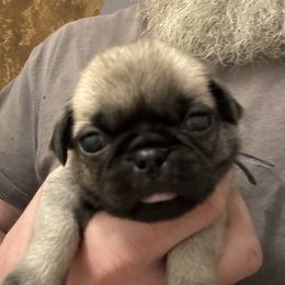 Blue collar - Fawn male Pug puppy in Tallapoosa, Georgia from West Georgia Pugs