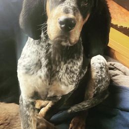 Bluetick Coonhound and Dutch Shepherd Puppies from Guardian K9s