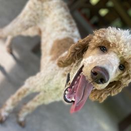 Beau - Poodle