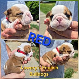 RED - Red and white male Bulldog puppy in Walhalla, South Carolina from Lowery's English Bulldogs