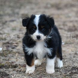 Australian Shepherd, Miniature American Shepherd, Miniature Australian Shepherd, and Toy Australian Shepherd Puppies from Texas Bluebonnet Herders