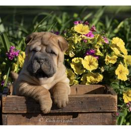 Chinese Shar-Pei Puppies from Camp Wrinkles Chinese Shar-Pei
