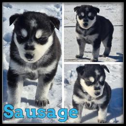 Sausage - Black and white male Siberian Husky puppy in Wheeler, Michigan from Haase Family Kennels